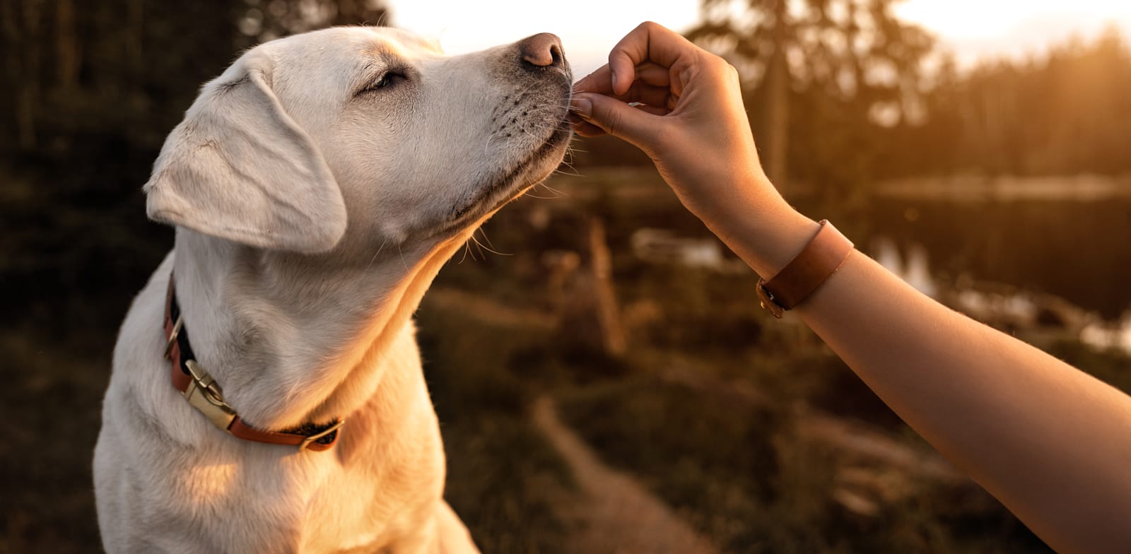 Israeli co that trains dogs to detect cancer closes News seed round